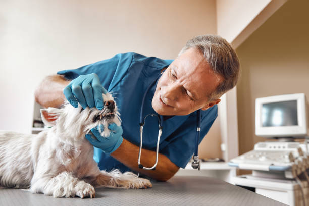 Best Emergency Broken Tooth Repair in Kemmerer, WY